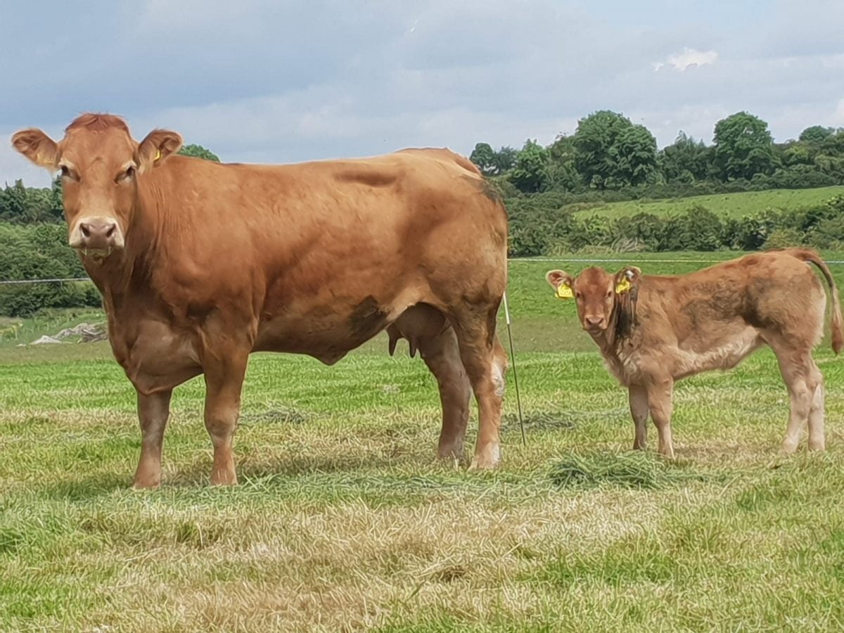 Entries now open for South West Limousin Club Herds Competition - Irish ...