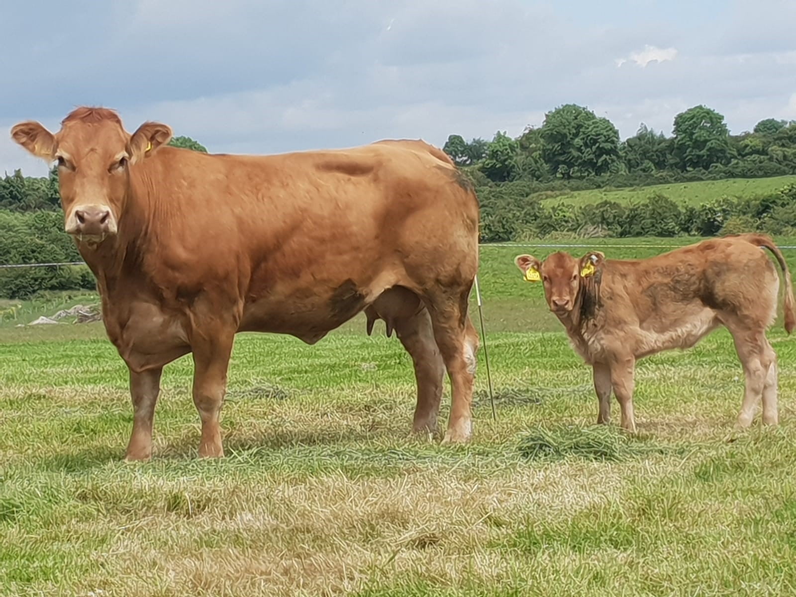 Entries now open for South West Limousin Club Herds Competition
