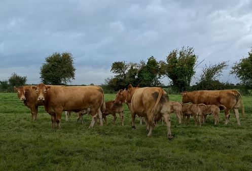 South West Limousin Club Herd Competition Results 2021