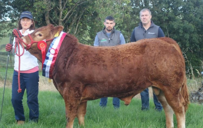 Limousin