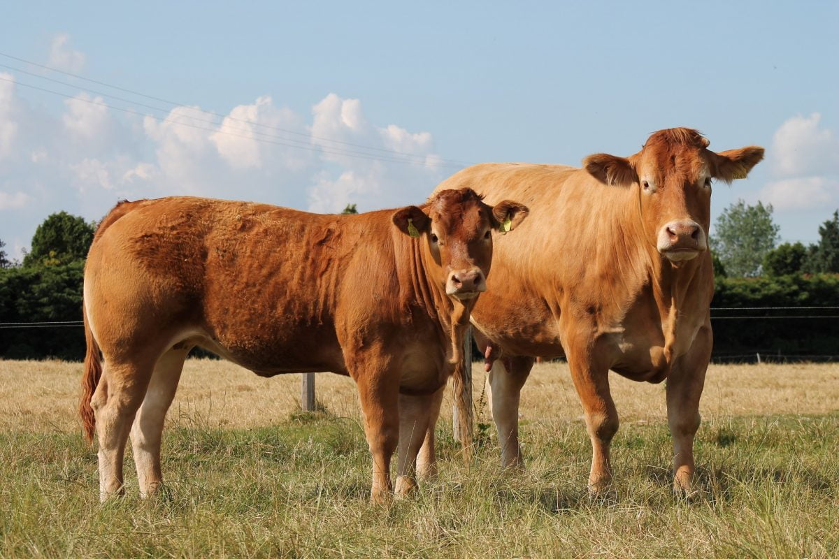 Replacement Index - Irish Limousin