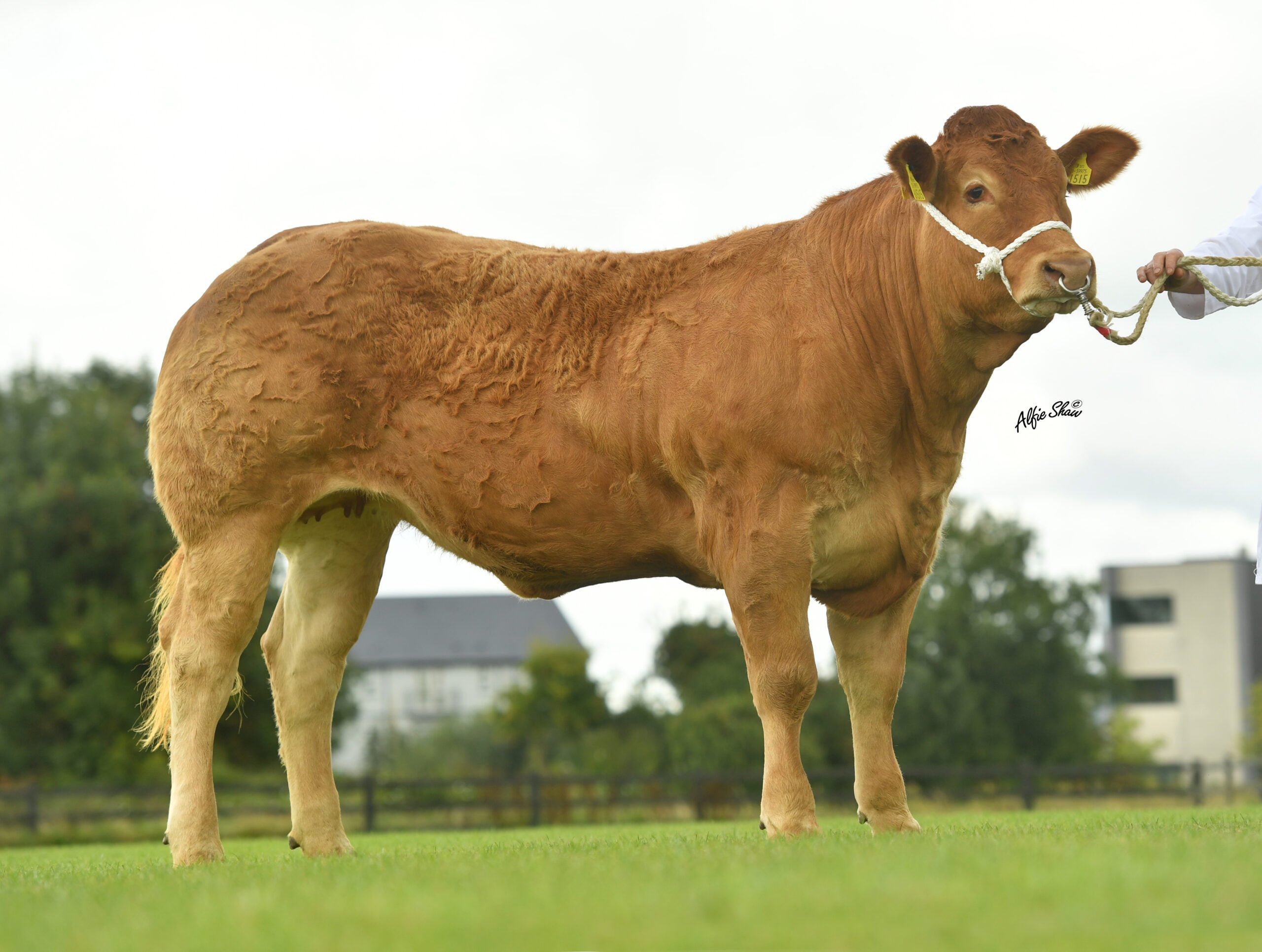 50th Anniversary Elite Pre-Inspected Heifer Sale Catalogue Now Available