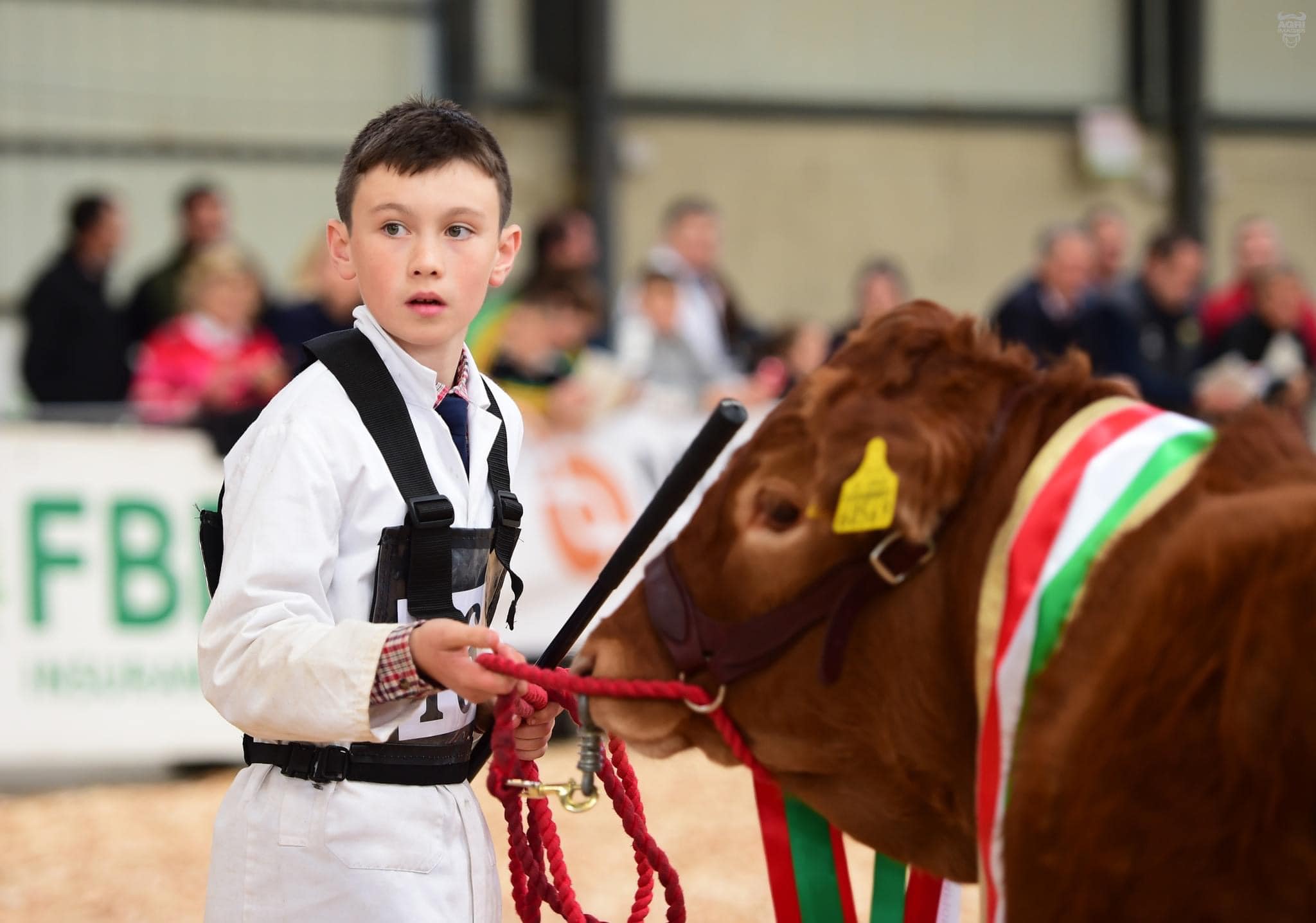 North Eastern Limousin Club Calf Championships 2023