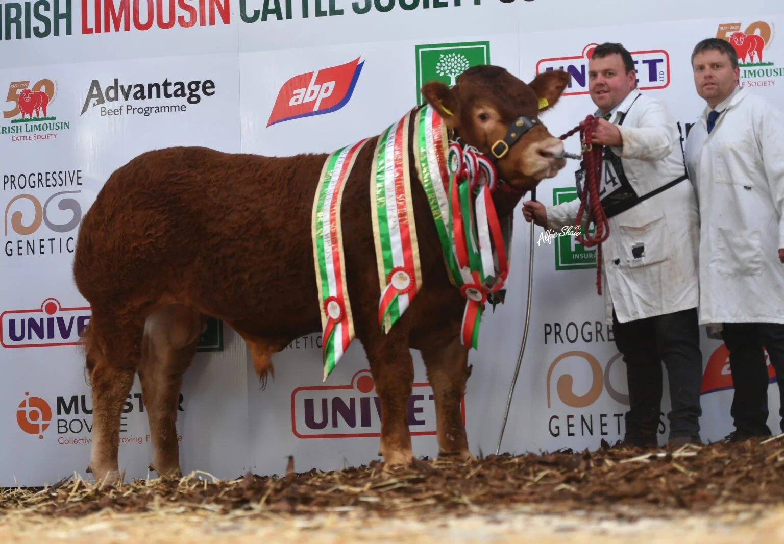 Limousin Fever at Valentine’s Day Sale