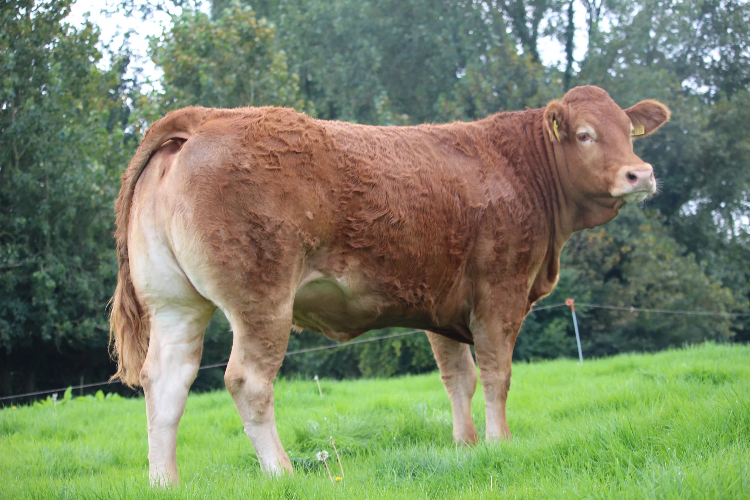 Entry form for South West and Cork Limousin Club's breeding heifer sale ...