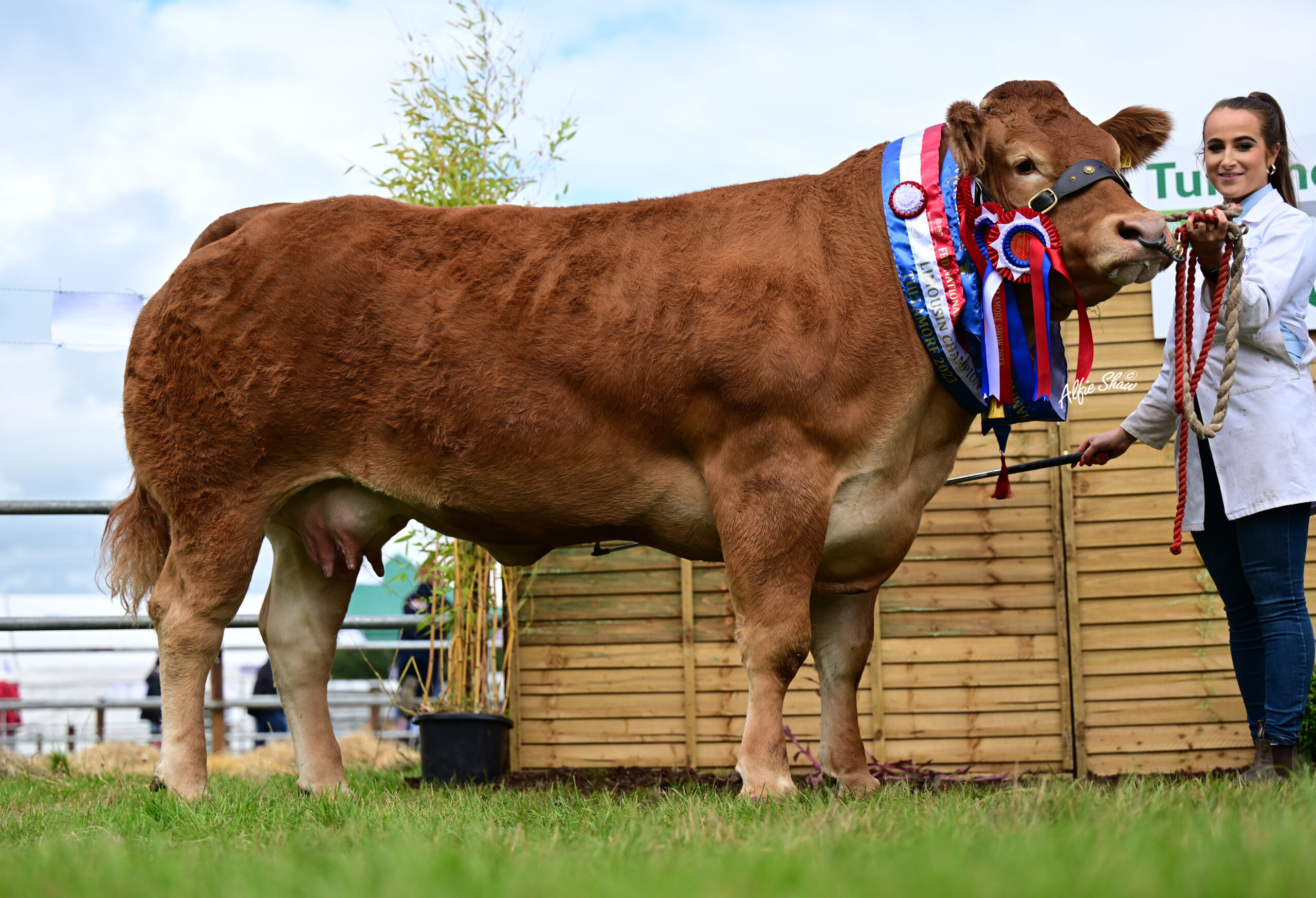 Supreme Limousin Champion National Livestock show 2023 - Milbrook Nikkiespice ET and handler Elanor Reilly