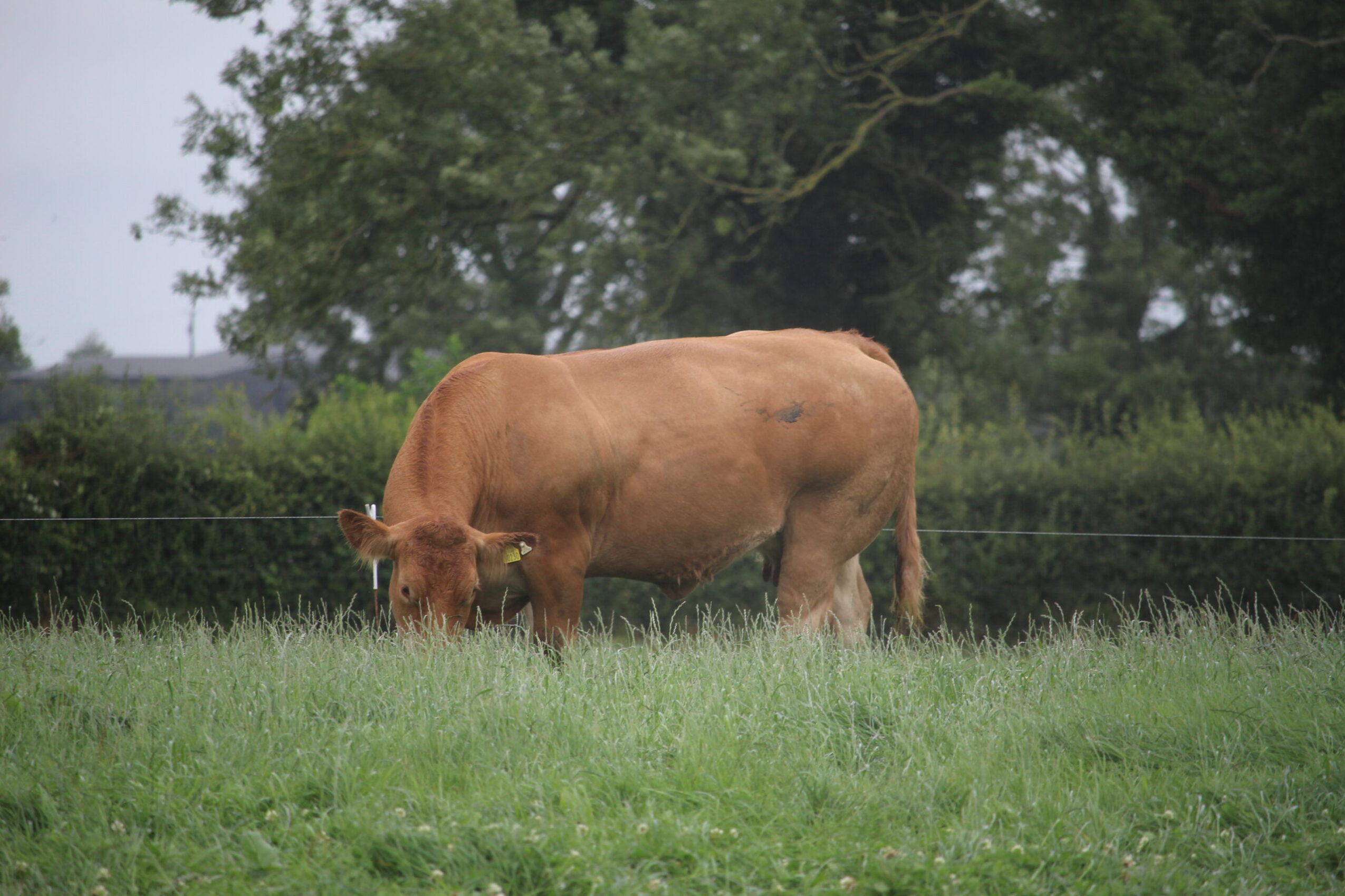 South West club herd competition results 2023