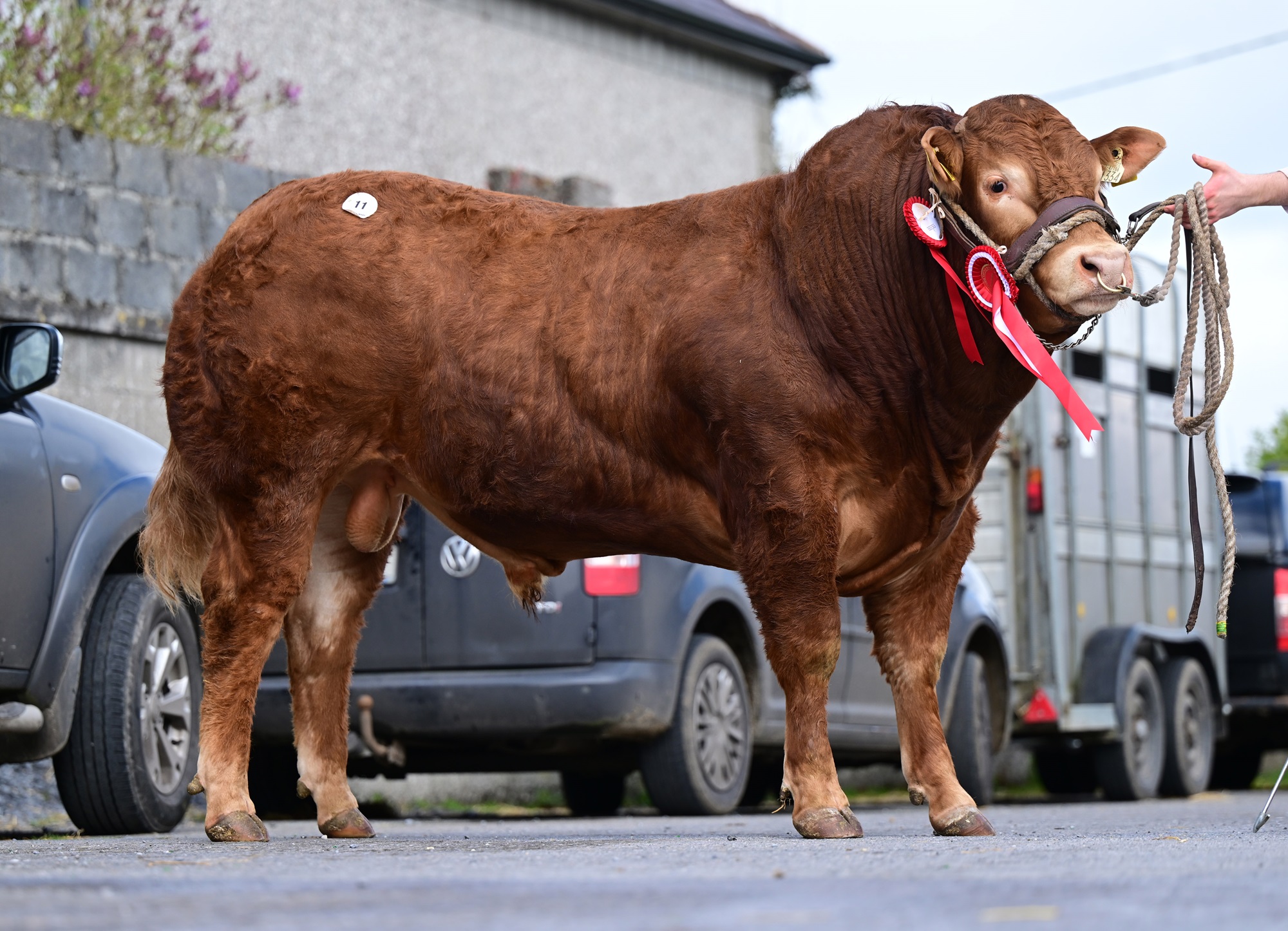 Limerick bred Champion “Portauns T Junction” tops the trade in Athenry