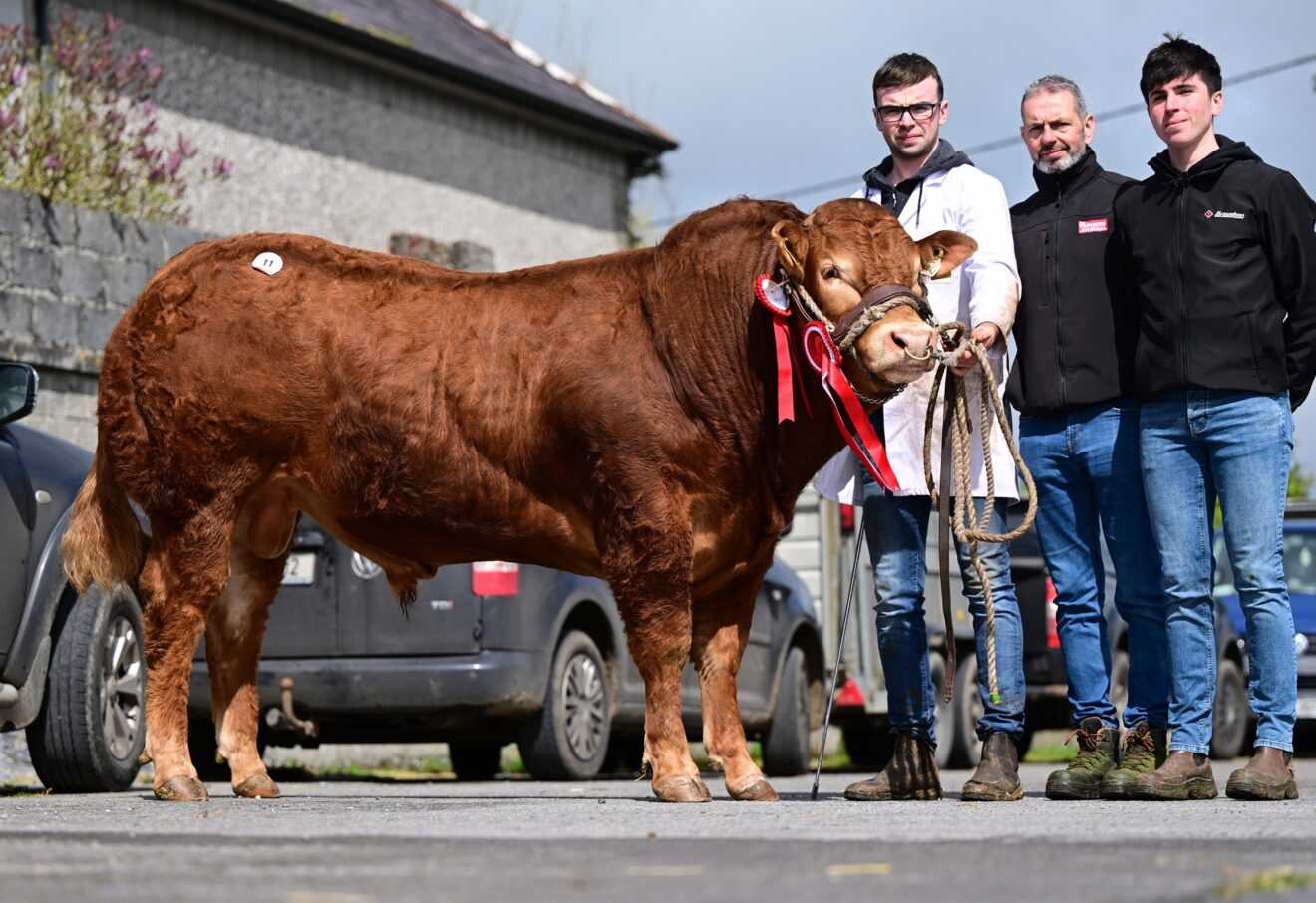 Limerick bred Champion “Portauns T Junction” tops the trade in Athenry ...