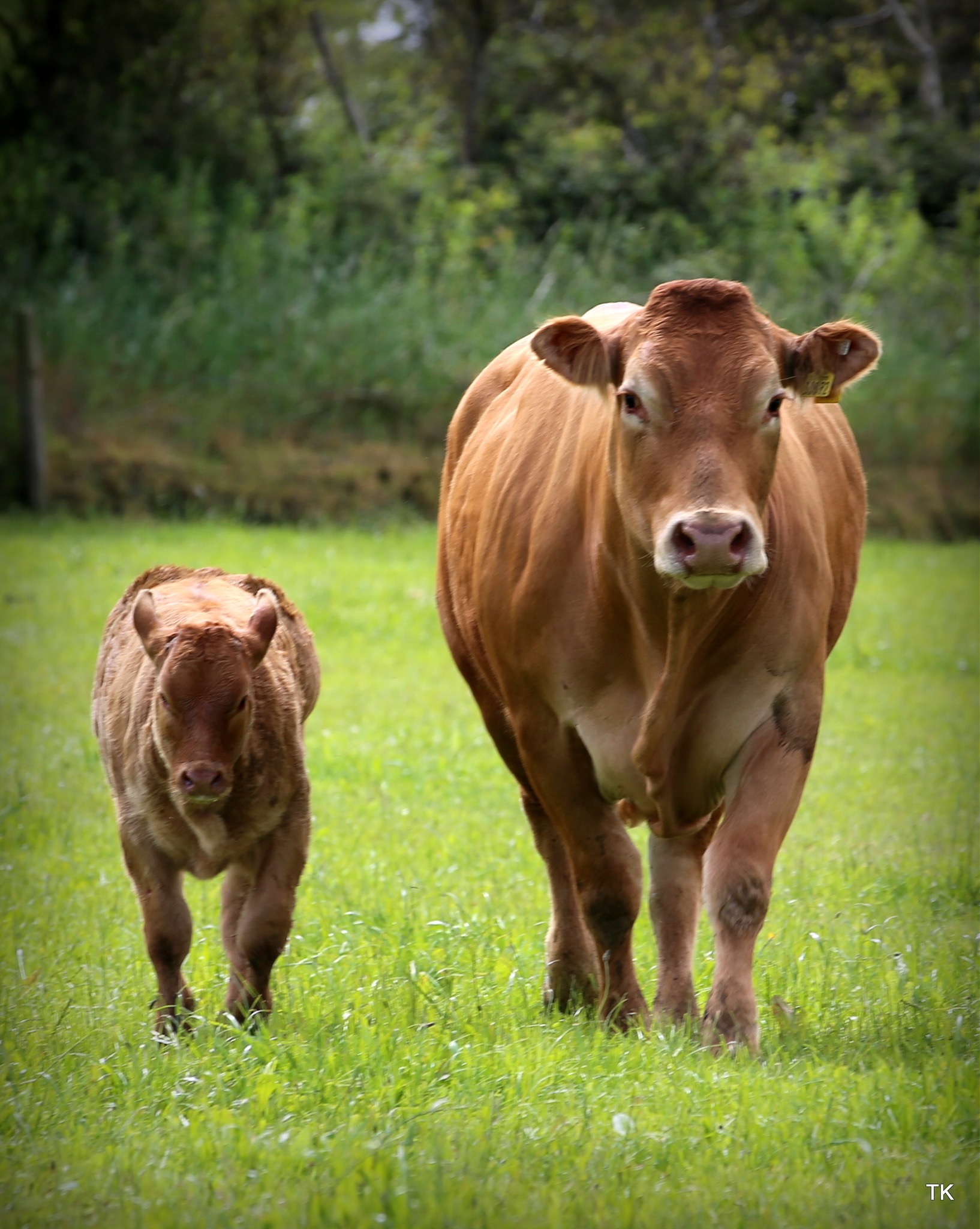 2025 Born calves names begin with letter A