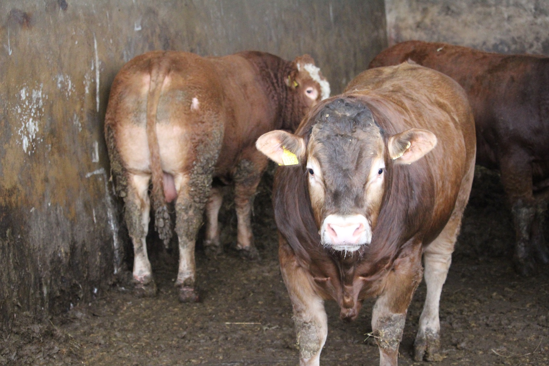 Limousin – the perfect breed for intensive Cork Suckler farmer