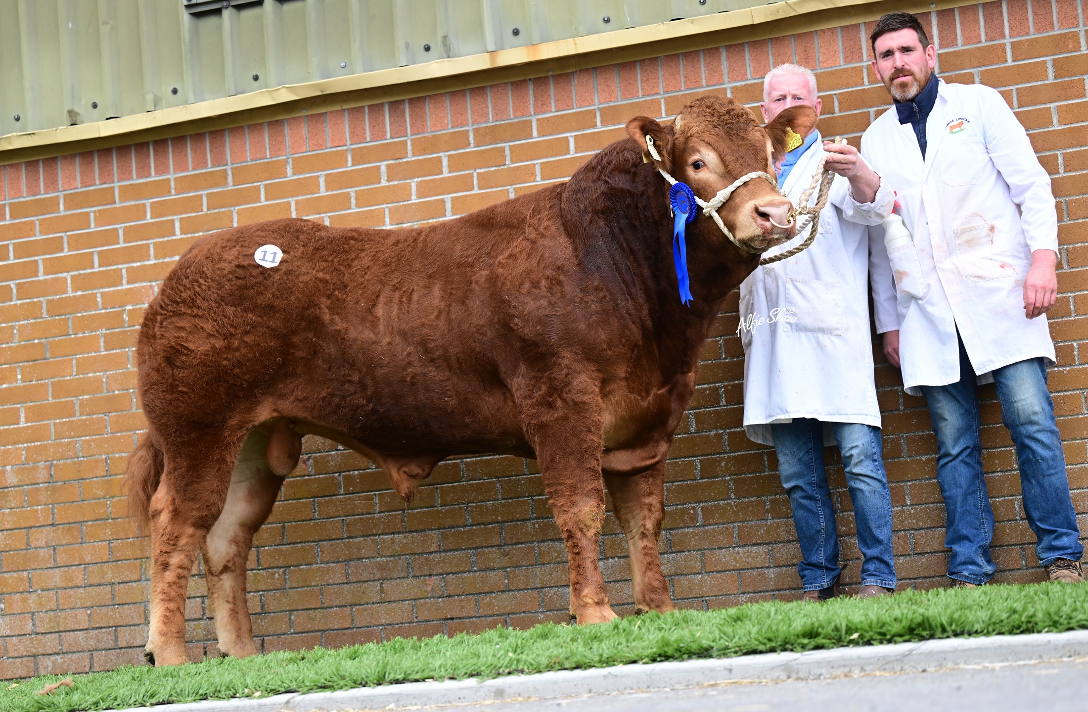 Rembrandt’s Finest Work: €11K for Rutland Unforgettable – Roscrea Premier Sale