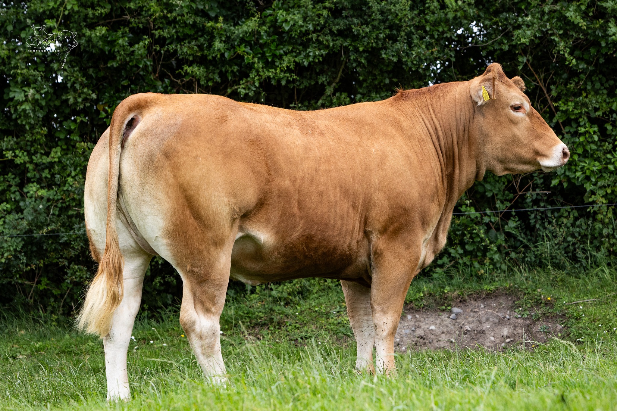 Limousin Demand is Red Hot at Keltic Classy Lassies