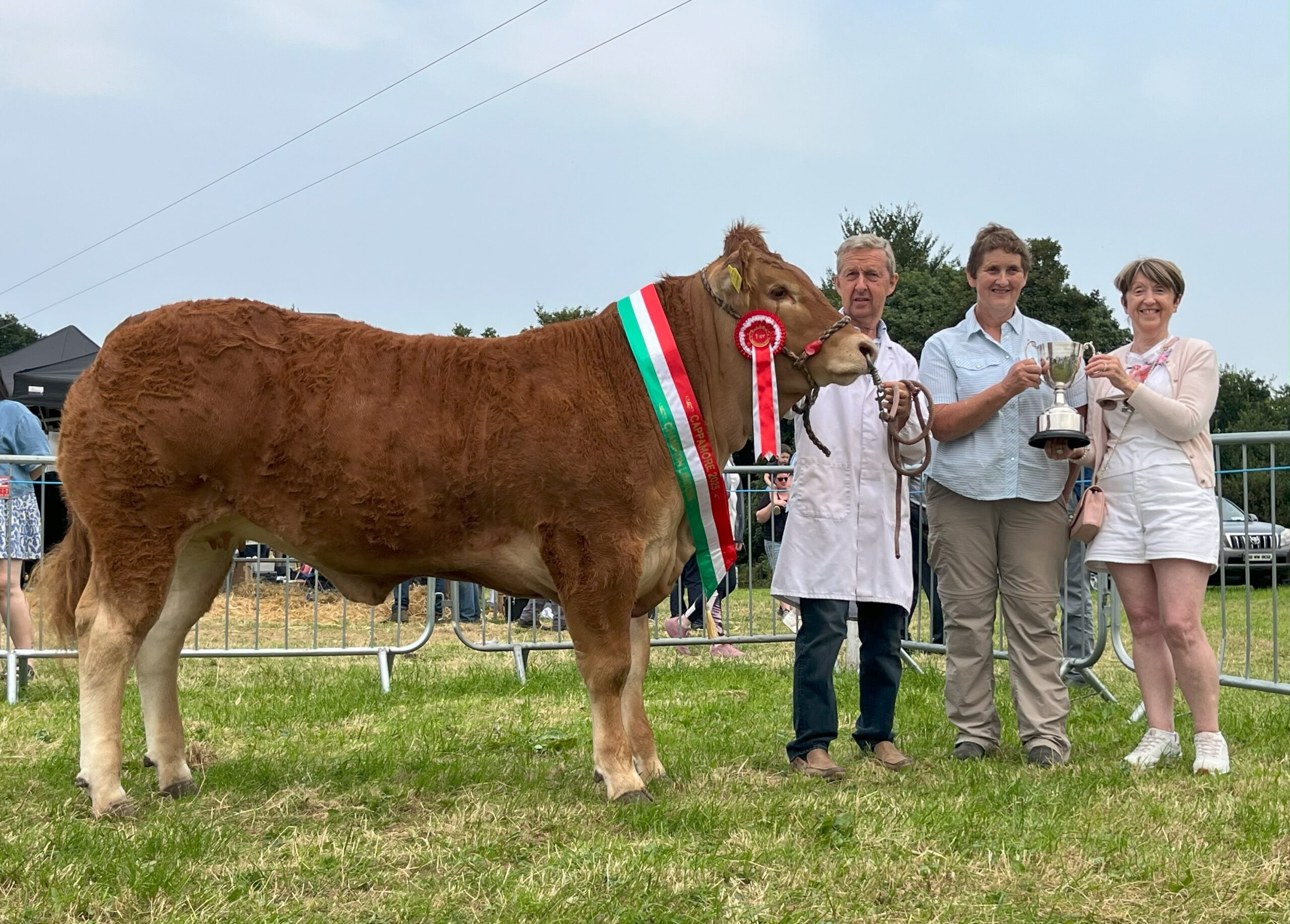 Wood Road Valentina Et Crowned Champion Limousin at Cappamore show