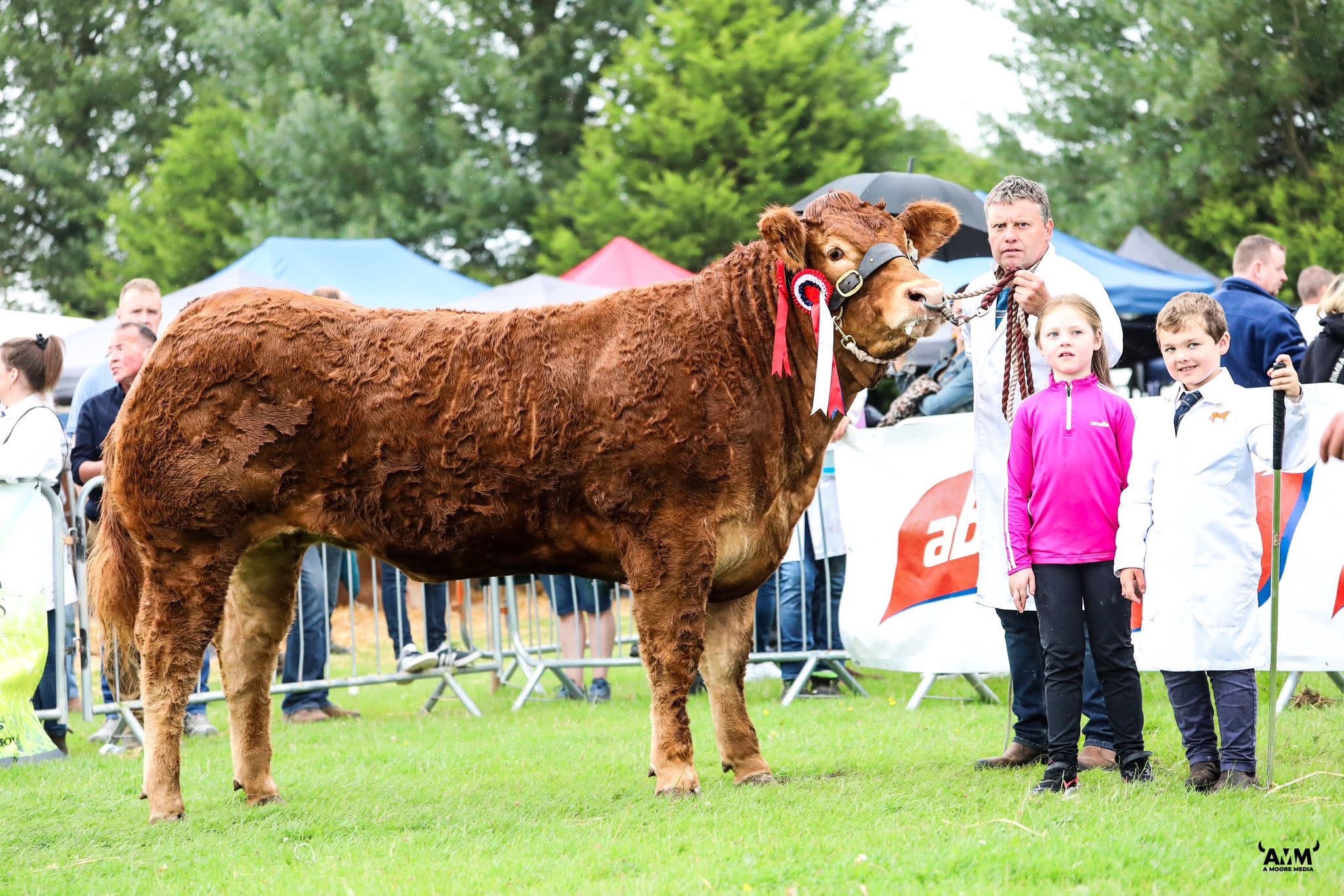 Carrickmore Uphoria ET champion at Oldcastle show