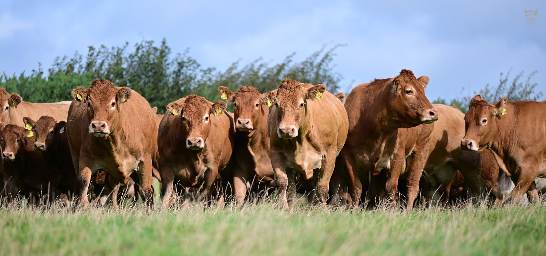 A Roscommon Tradition of Breeding Pedigree Limousins: Forging a Path to Champions