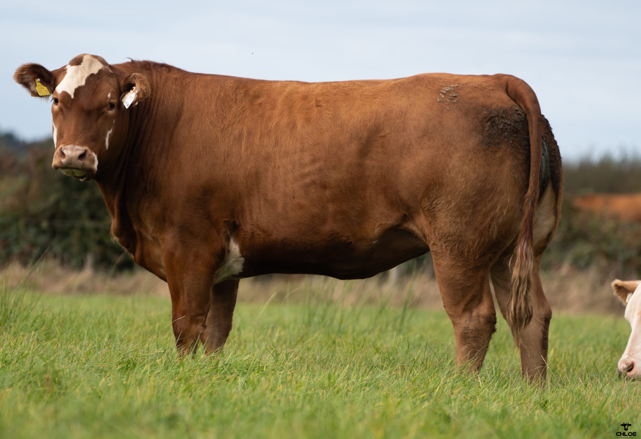 Limousin Breed Powers Connolly’s In-Calf Heifer Enterprise