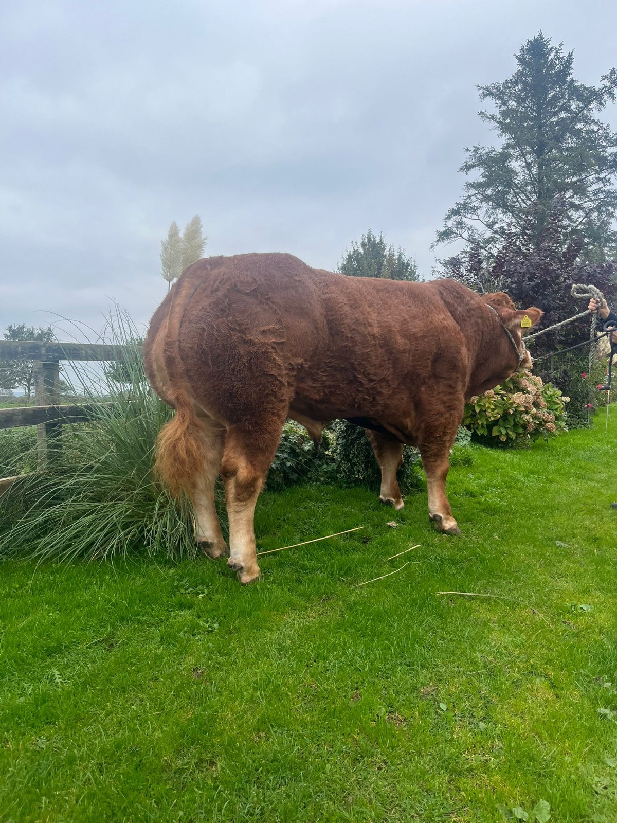 South West Club Herd Competition Results 2025