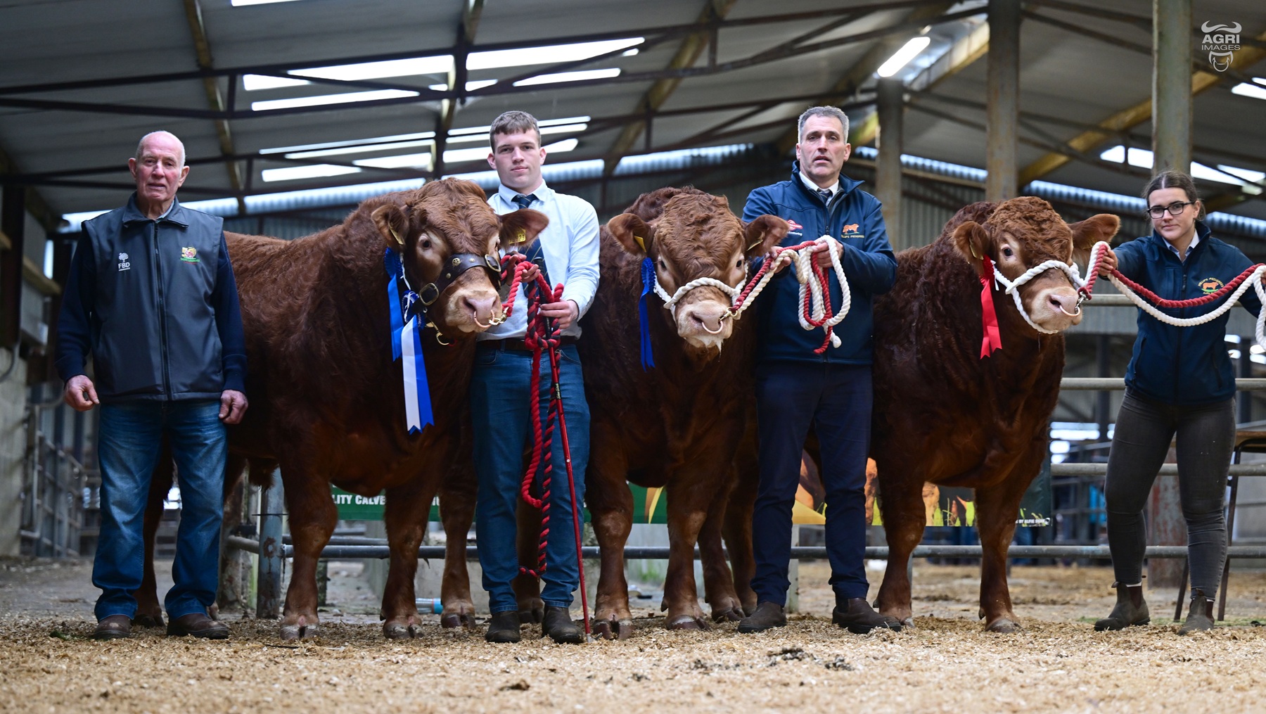 The Heat is On: Reserve Champion Phillips Volcano Ignites the Final Sale