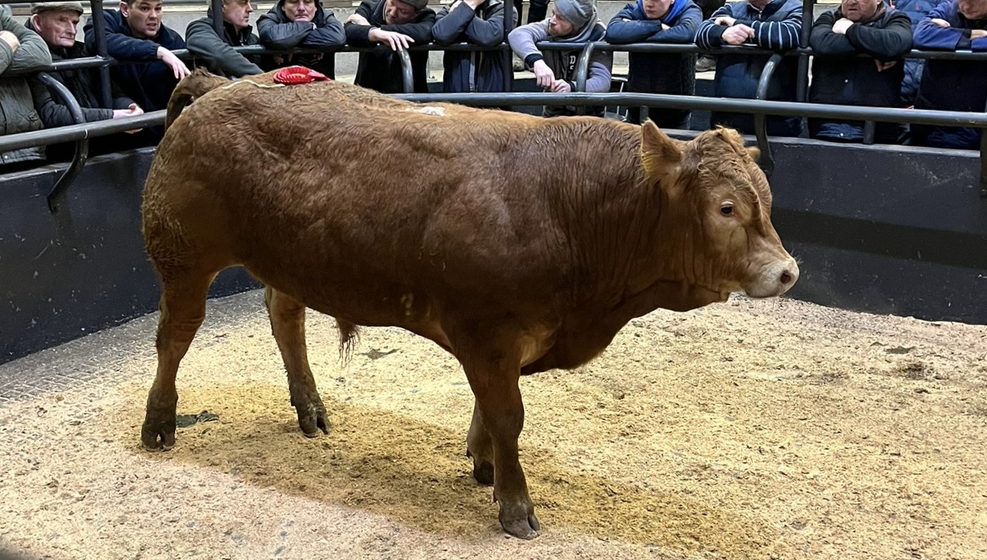 Strong Trade for Limousin at Gort Mart Weanling Show & Sale