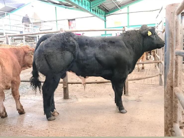 Michael Callinan profile 2026 (6)