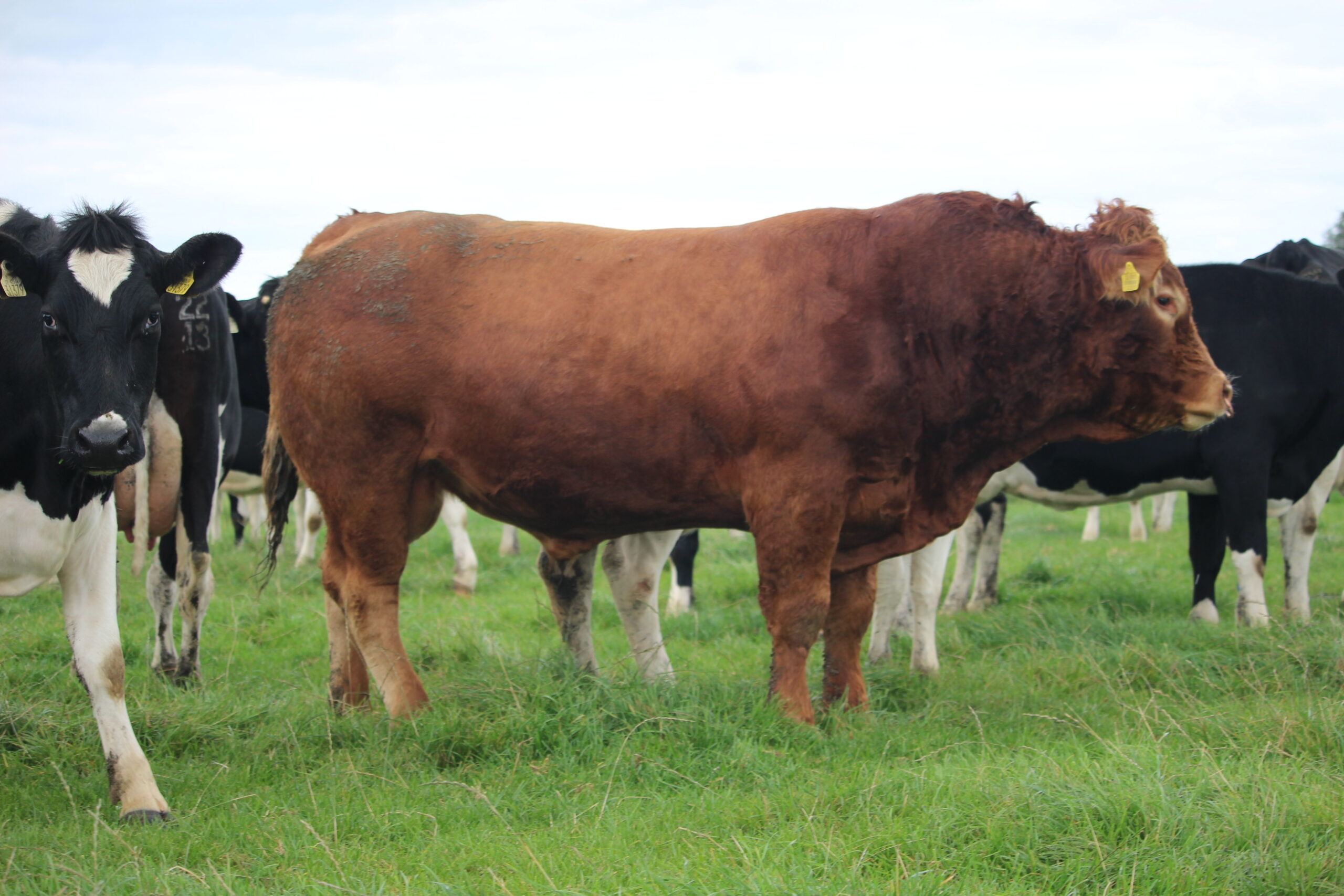The Best of Both Worlds: Why This Kilkenny Farmer Trusts Limousin for Both Dairy and Suckler Herds
