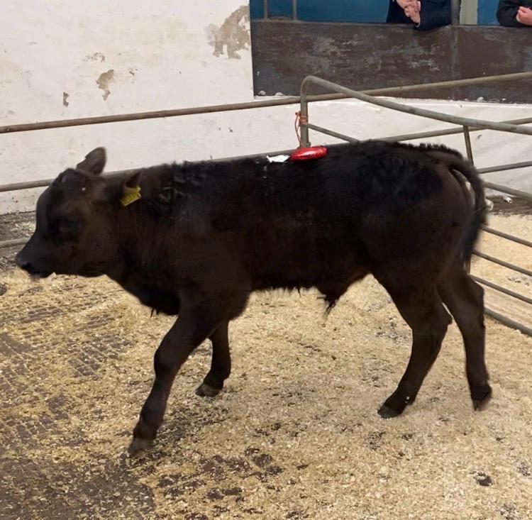 Kerry Gold: Dairy-Limousin Bull Hits €1,100 in Castleisland