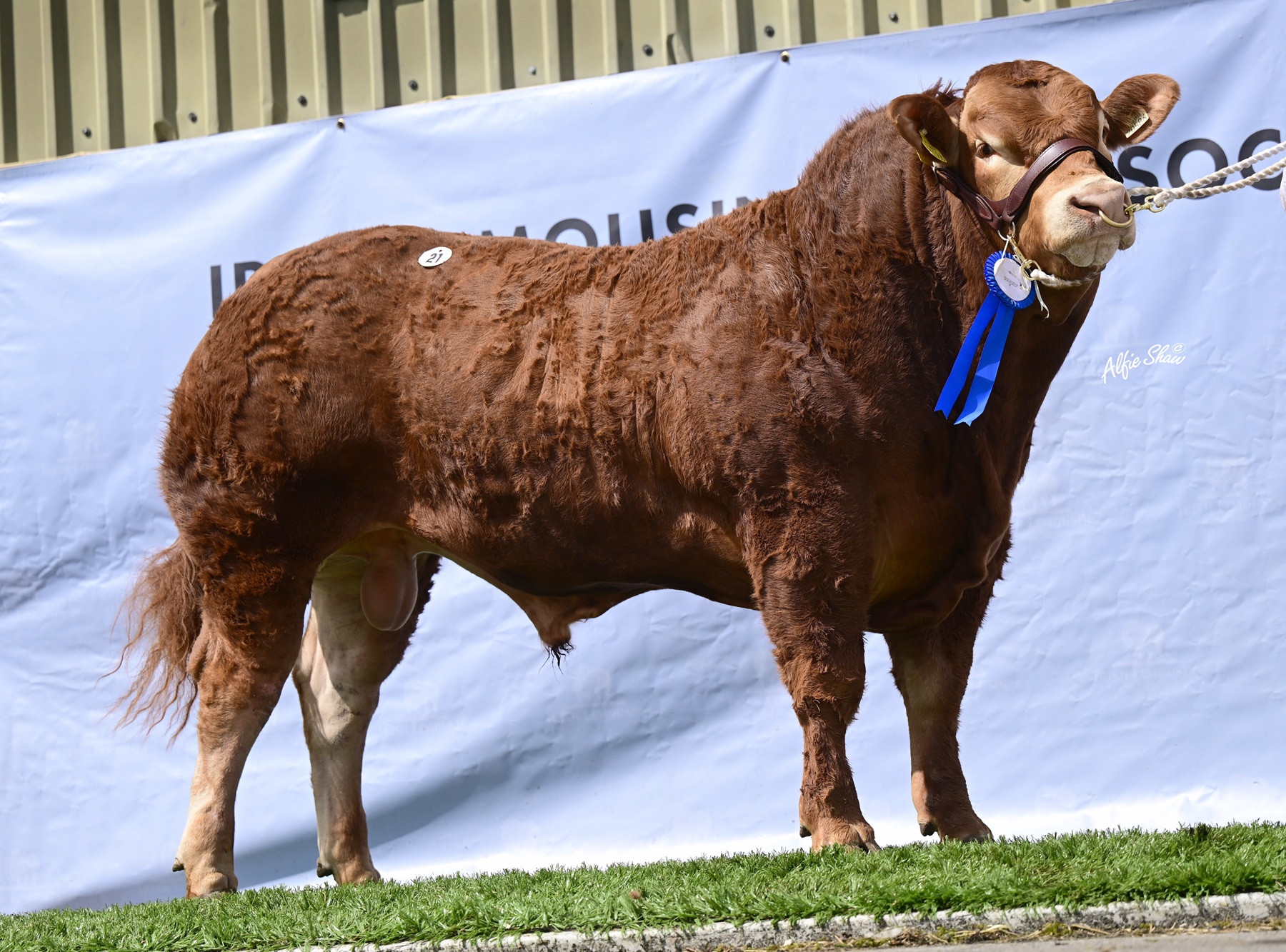 Redemption’s Finest: Carrowneden Voltage Charges to €12,200 in Premier Sale