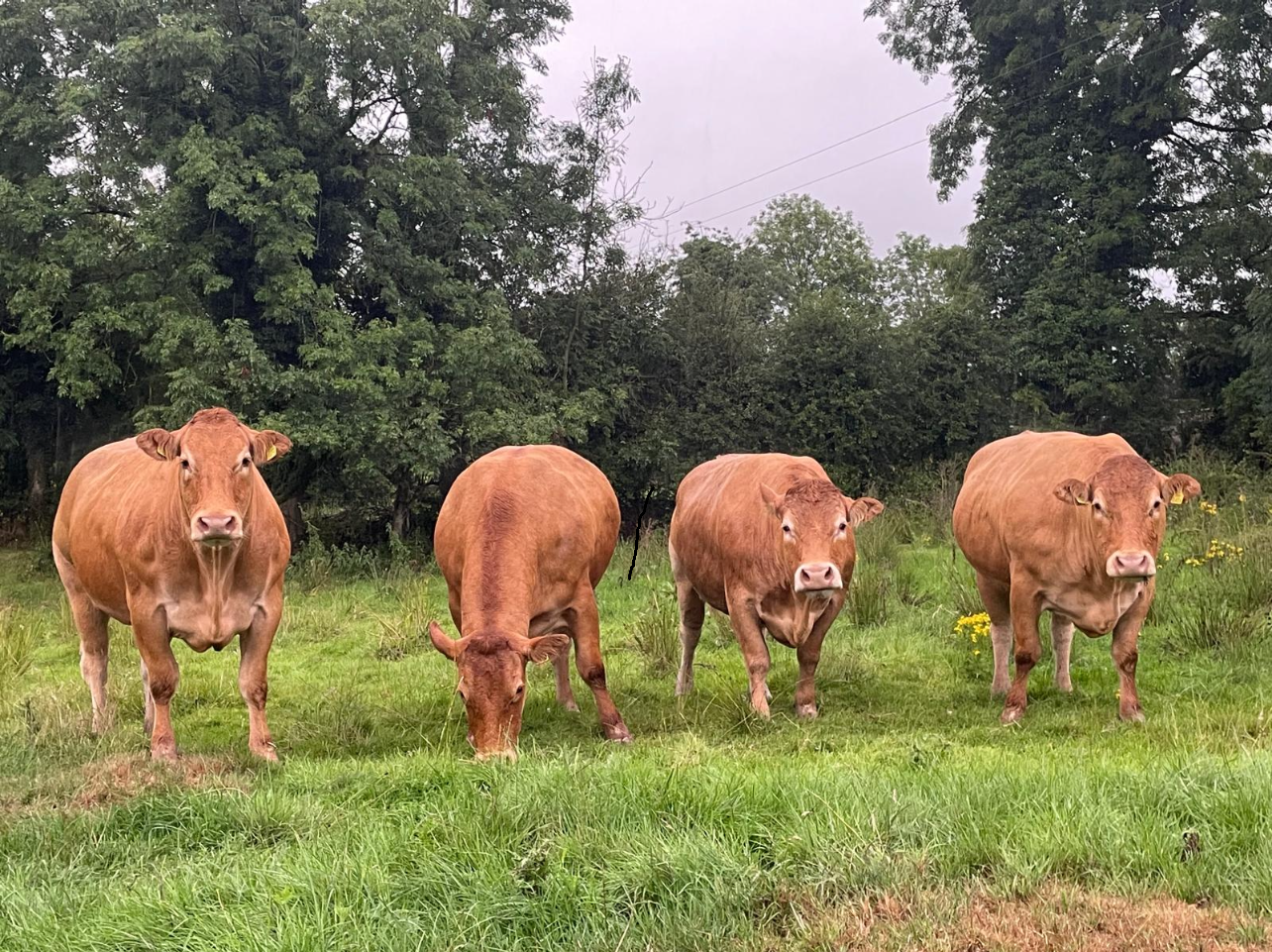 North East Limousin Club Herds Competition 2026 – Entry Form