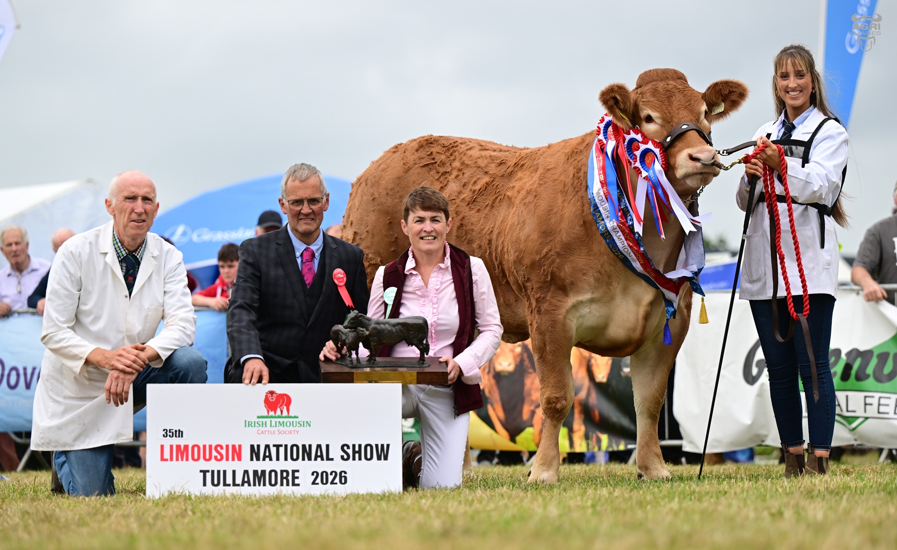 Mullary Vabulous: The Undisputed Queen Retains Her Crown at the 35th National Limousin Show
