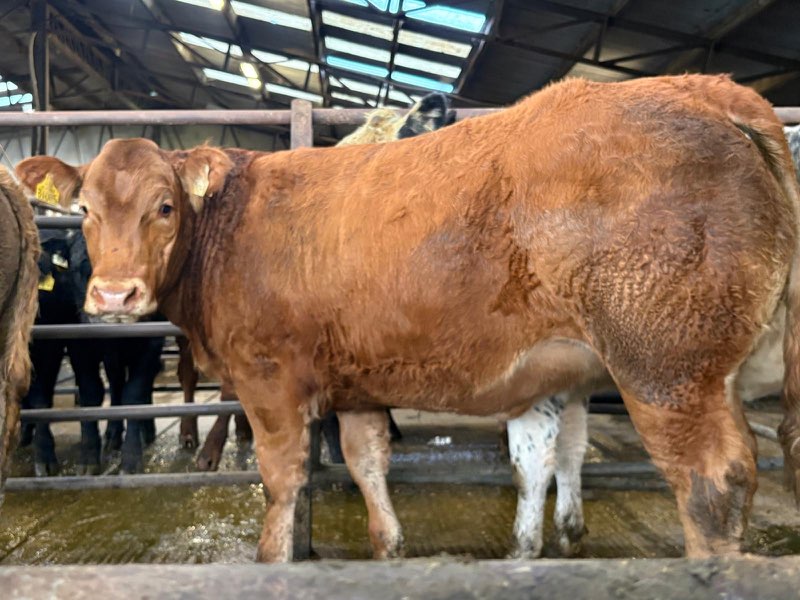 First prize winning heifer Carnew Limousin Weanling show and sale